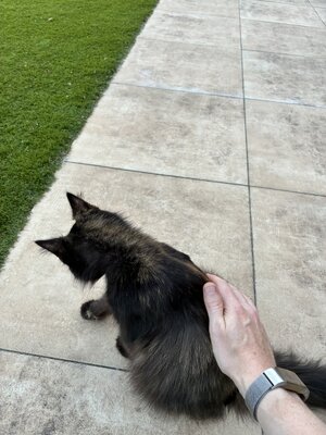 IMG_2596.jpeg