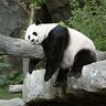 Keuning_Panda