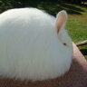 Fluffy