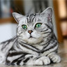 whiskas