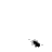 kloon