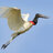 Jabiru