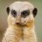 Meerkat