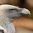 Vulture