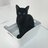Pirlothecat