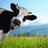 la vache
