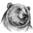 BigBear