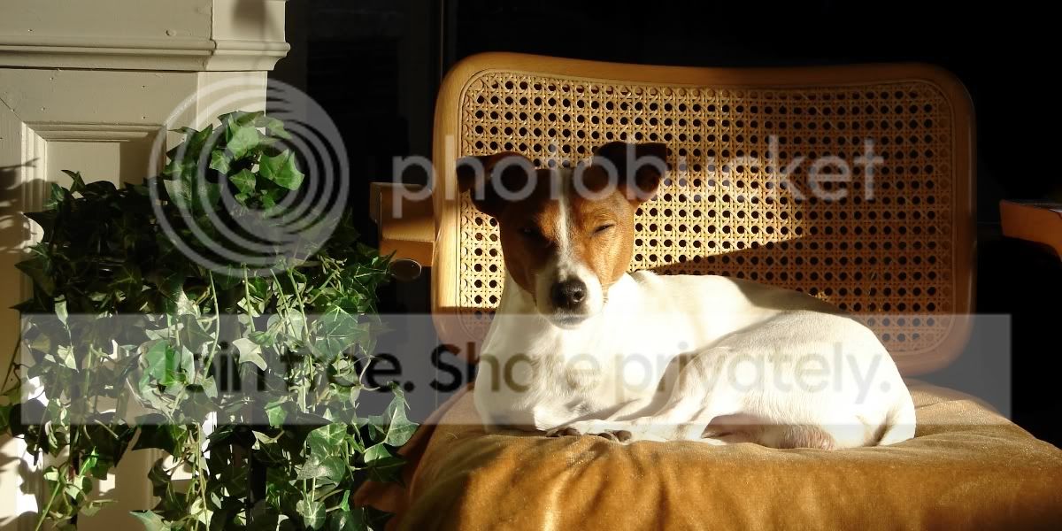hond4.jpg