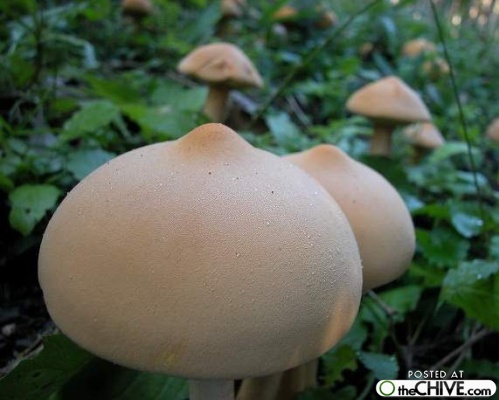 boob-mushroom.jpg
