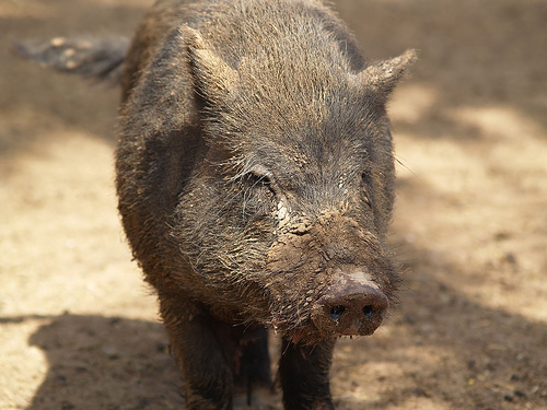dirty-pig.jpg