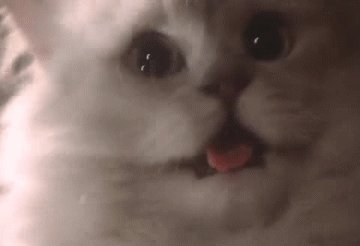 tumblr_inline_mqwxvkx77J1qz4rgp.gif