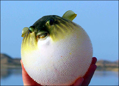 puffer+fish.jpg