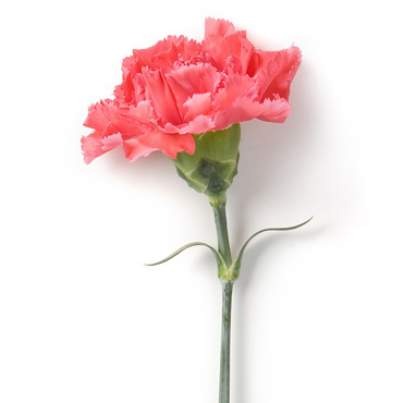 dianthus_bb-2-00033.jpg