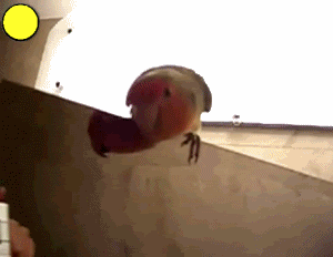 PARROTINBOOBS.gif
