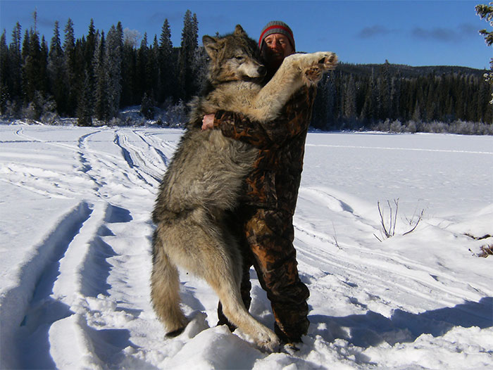 big-wolf-from-trap-line-lg.jpg