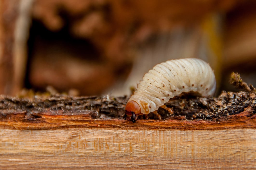 houtworm-bestrijden.jpg
