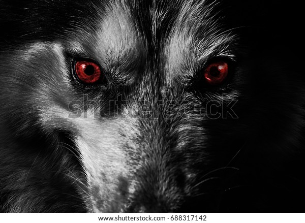 mad-dog-look-you-600w-688317142.jpg