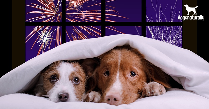 Firework-DNM.jpg