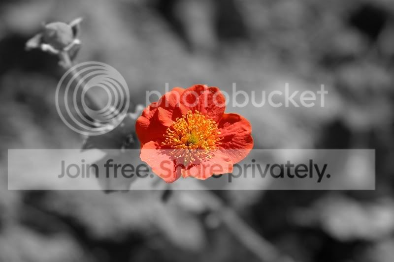 Debloem.jpg