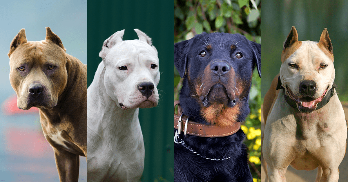 www.dogsbite.org