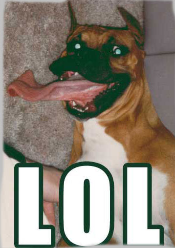 boxer-lol.jpg