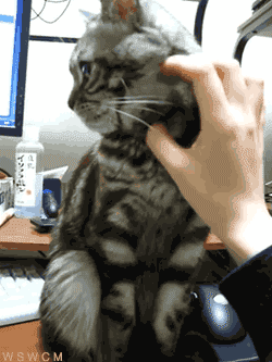 tumblr_mhcstryVBo1r1mtsdo1_250.gif
