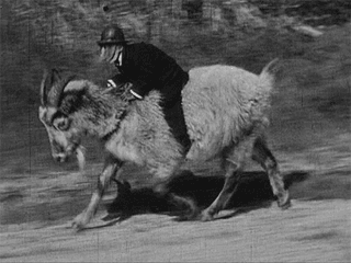 gif_monkey_sheep.gif