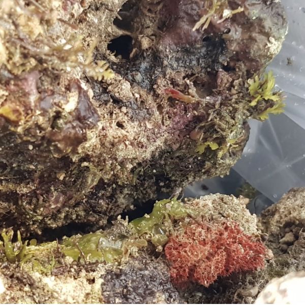 zeeaquarium-winkel.nl