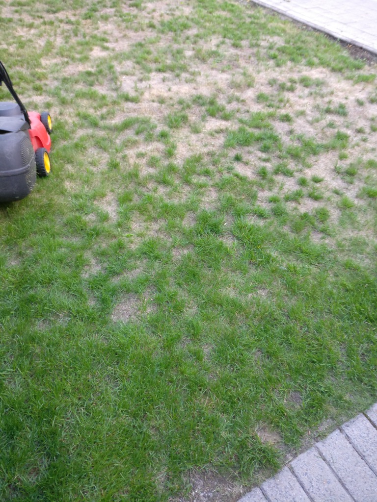 gras1.jpg