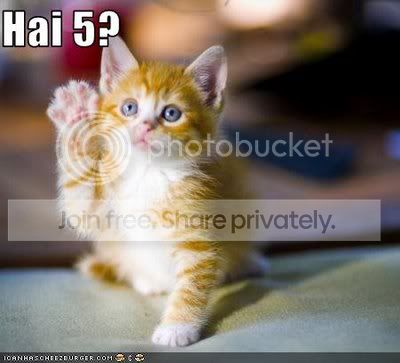 cat_KittyzHai5.jpg