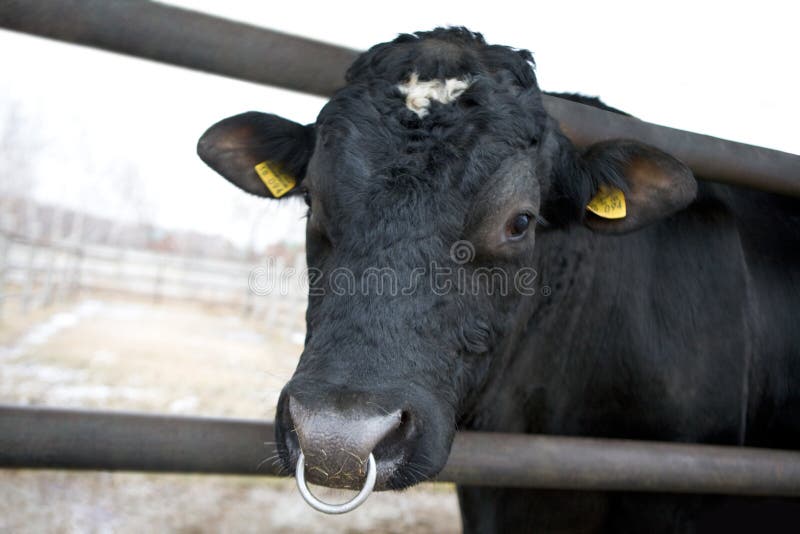 peeking-bull-7372244.jpg