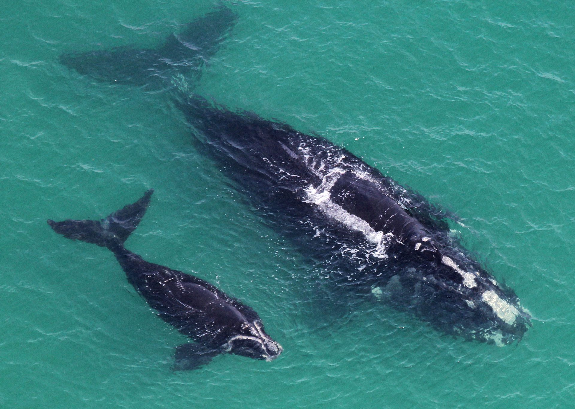 baby-north-atlantic-right-whale-1920x1368.jpg