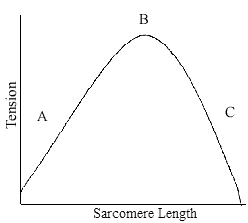 SacromereLength.gif