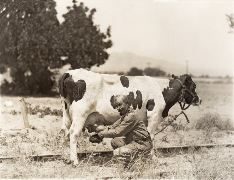 man-milking-cow-field-77561255.jpg