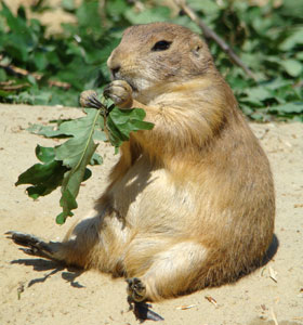 prairiehond01.jpg