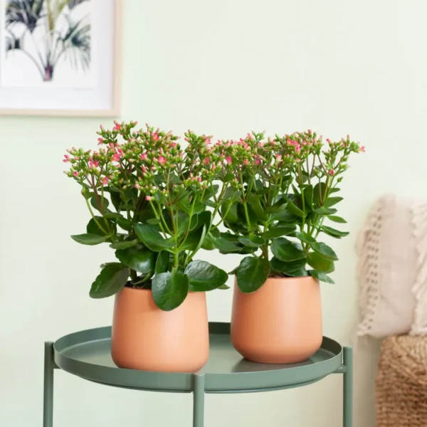 www.plantje.nl