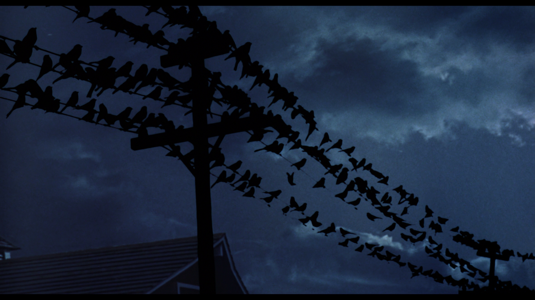 birds23.png