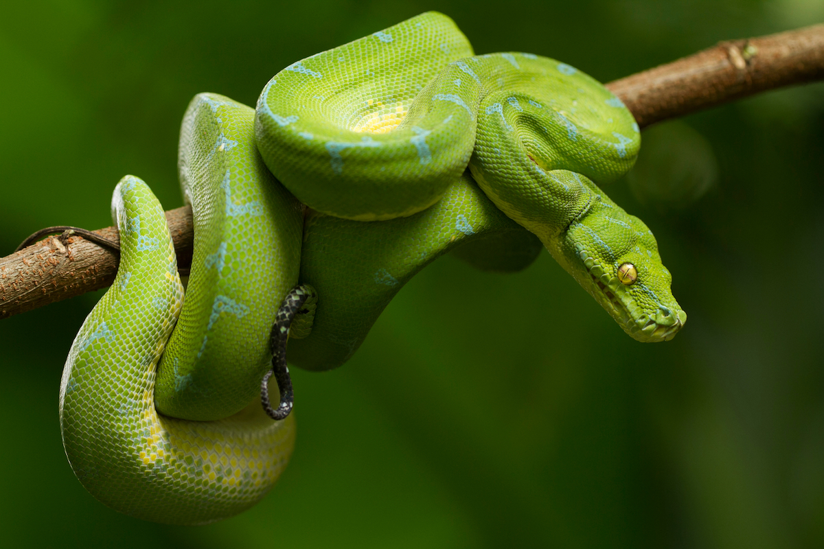shutterstock_1386882278-1.jpg