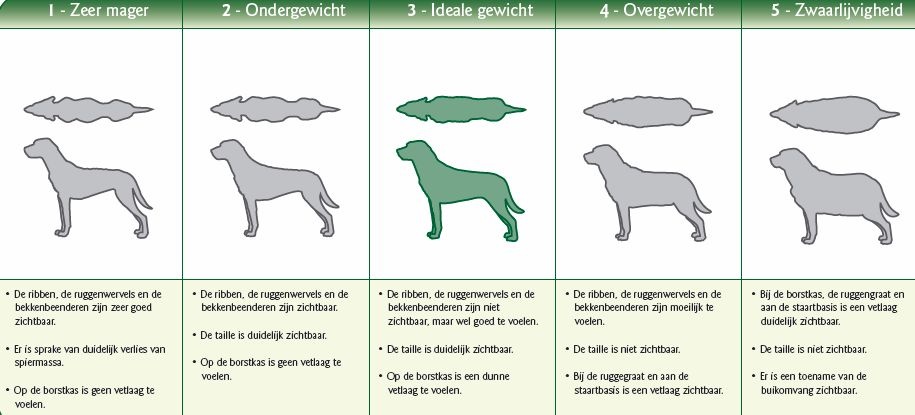 overgewicht-hdv.jpg