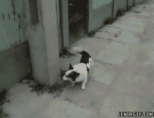 abd-172.gif
