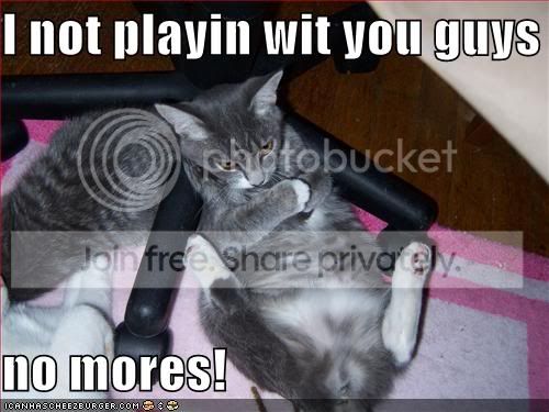 funny-pictures-angry-grey-cat-sulks.jpg