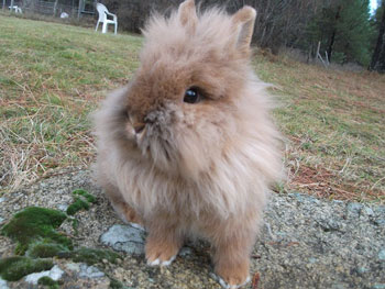 lionheadbunny.jpg