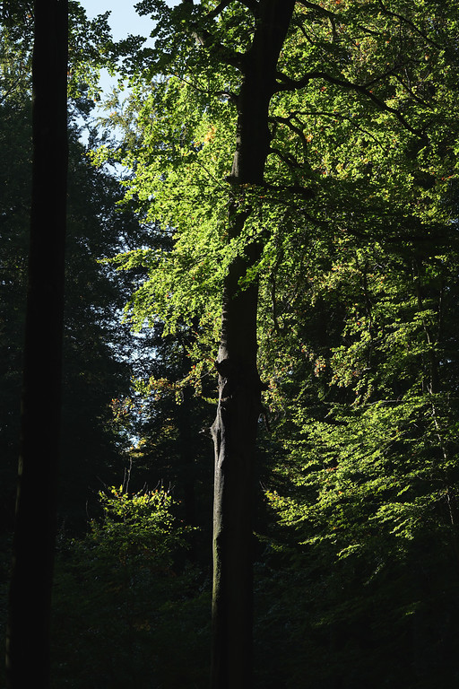 DSCF3797-XL.jpg