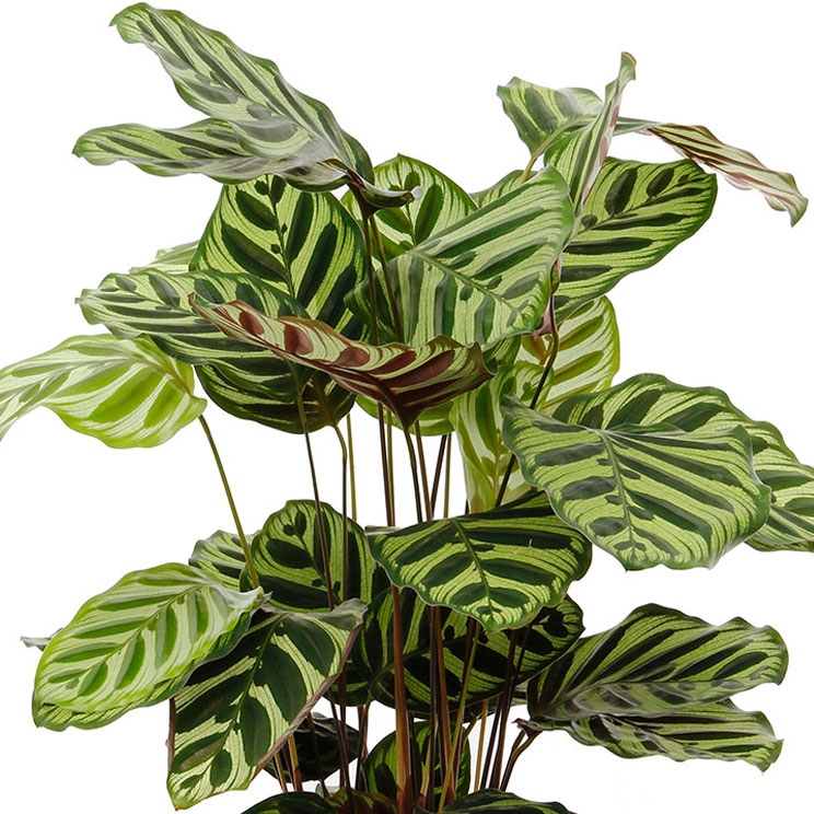Calathea_verzorging_tips.jpg
