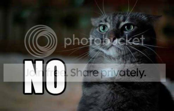 Nocat.jpg
