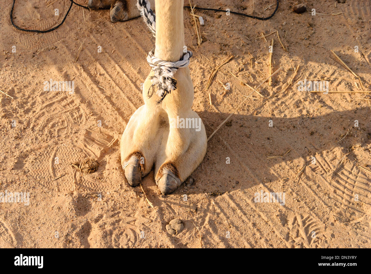 camels-foot-camel-toe-DN3YRY.jpg
