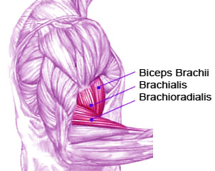 brachialis.jpg
