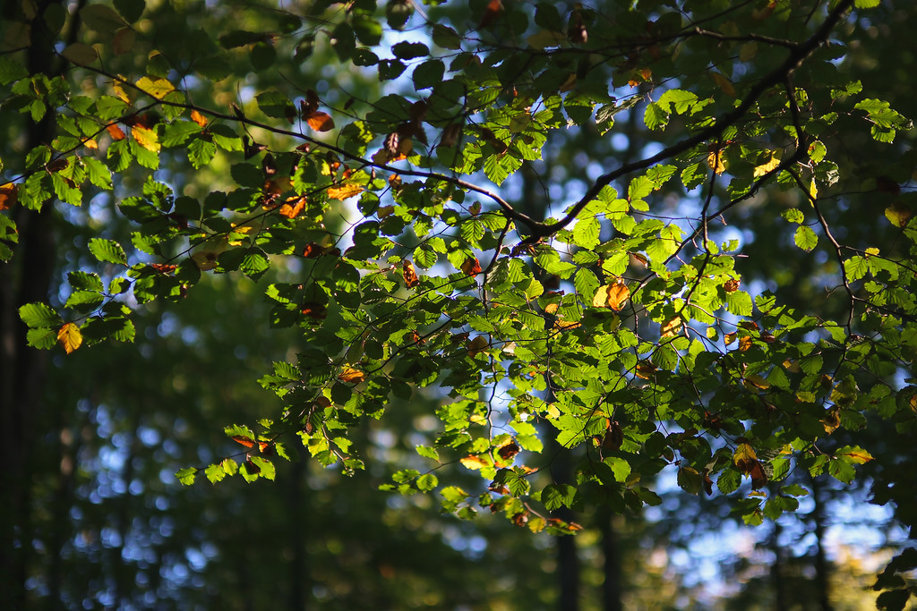DSCF3686-XL.jpg