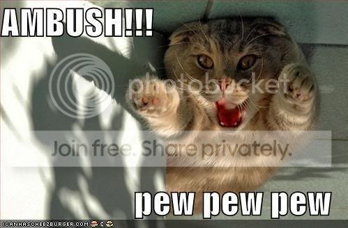 funny-pictures-ambush-cat.jpg