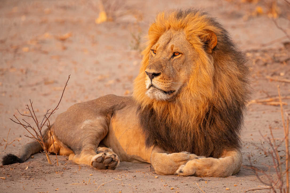 lion_1.jpg